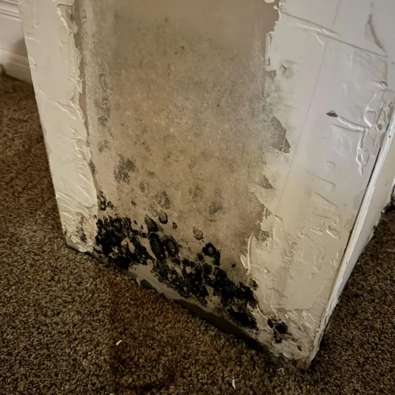 Professional Mold Removal in Mercer County, PA